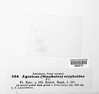 Agaricus scyphoides image